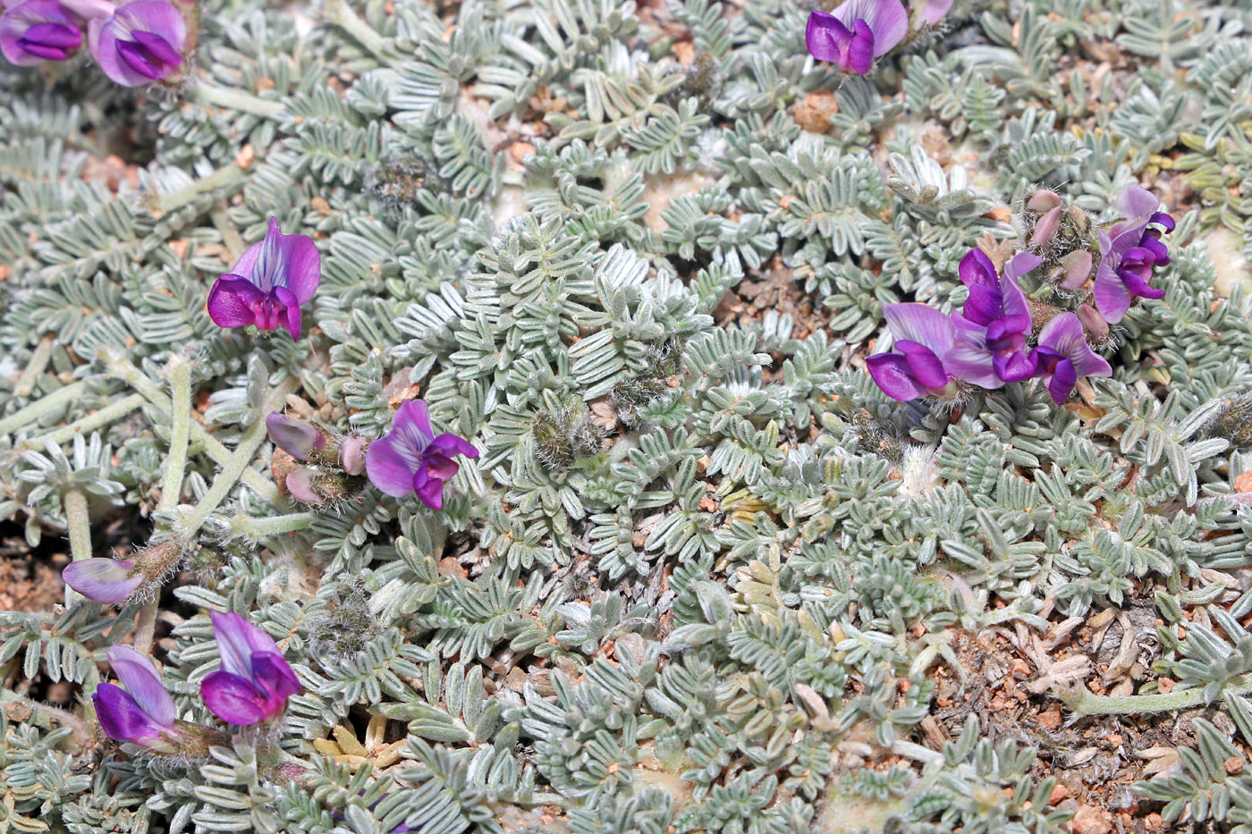 Изображение особи Oxytropis leucocyanea.