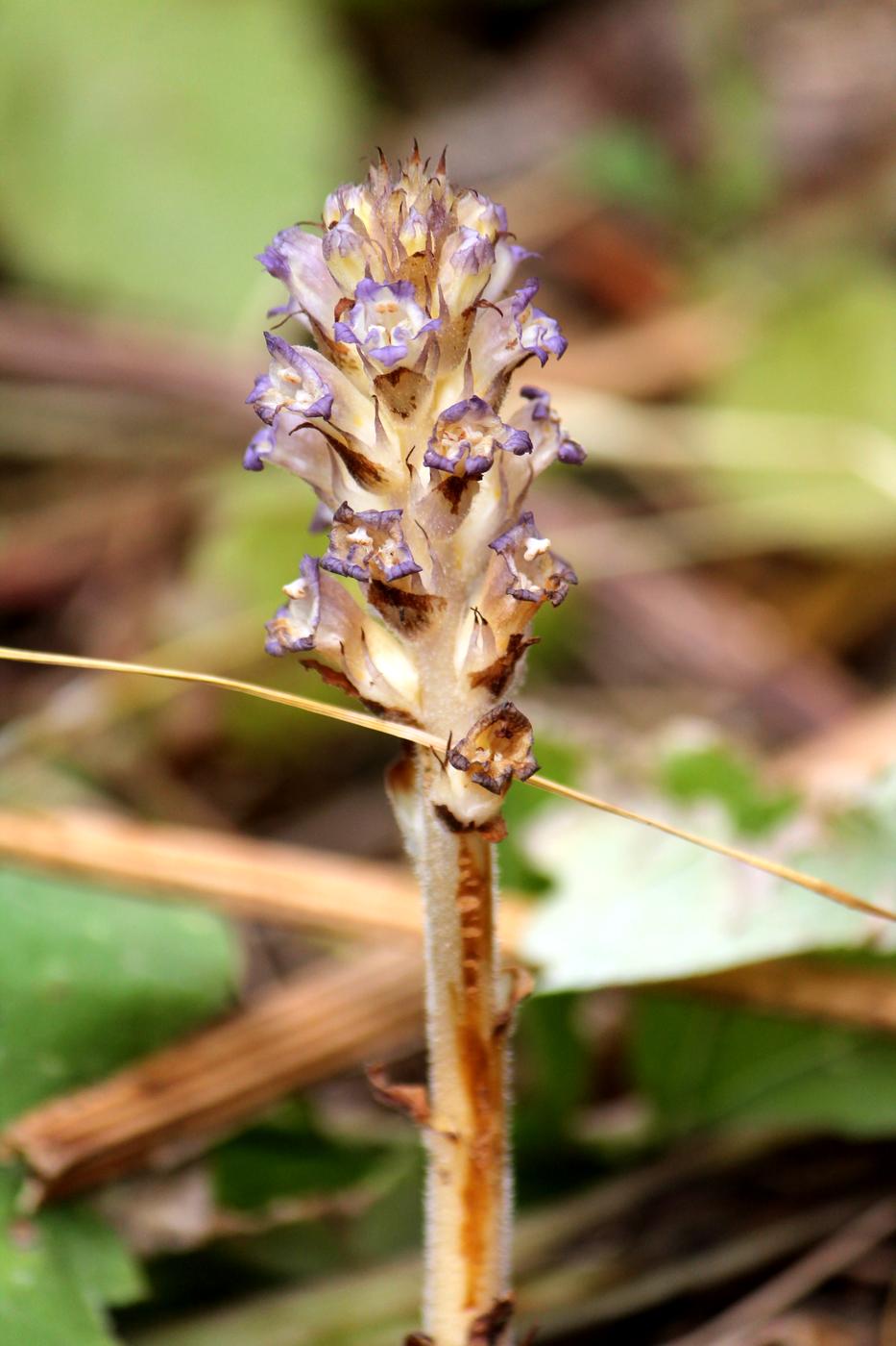 Image of Orobanche amoena specimen.