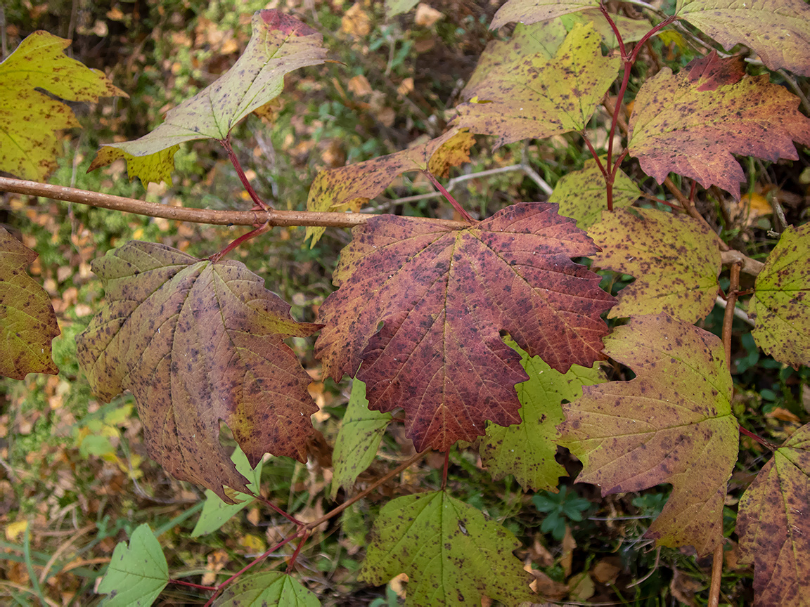 Image of Viburnum opulus specimen.