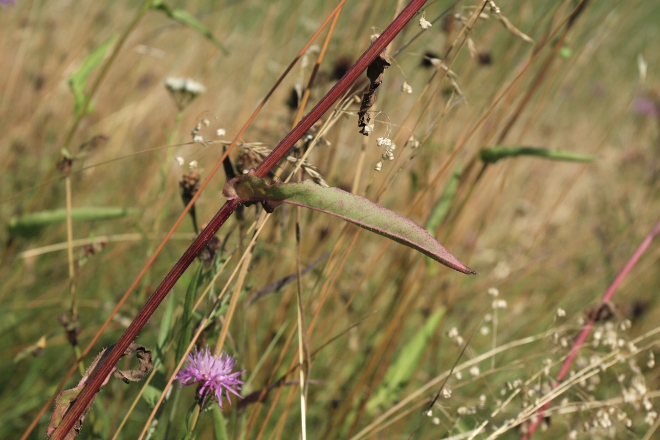 Image of Picris hieracioides specimen.