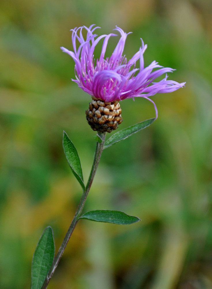 Изображение особи Centaurea jacea.