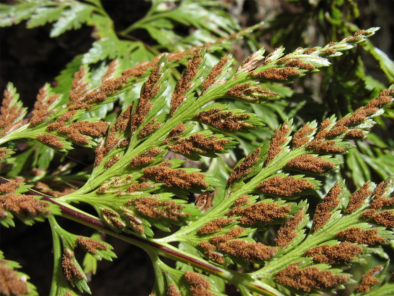 Изображение особи Asplenium onopteris.