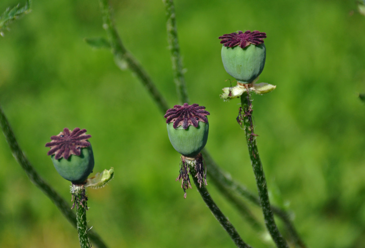 Изображение особи Papaver setiferum.