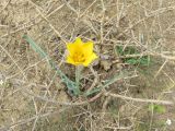 Tulipa lehmanniana