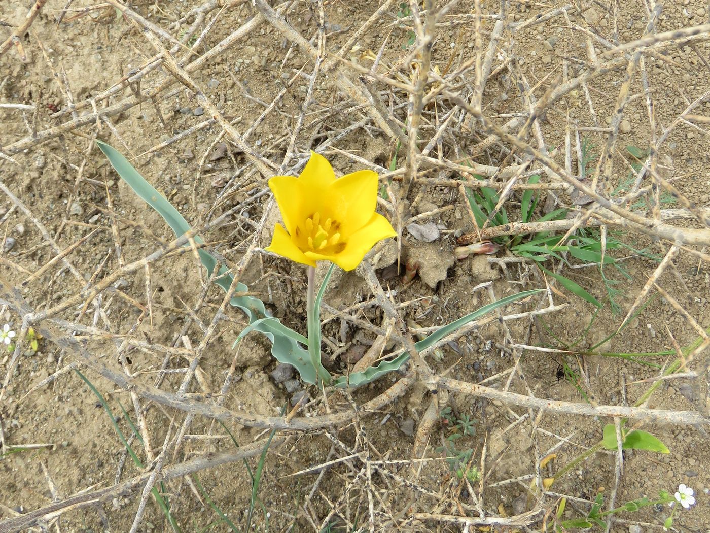 Image of Tulipa lehmanniana specimen.