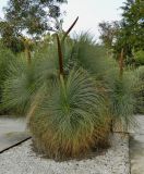 Xanthorrhoea glauca. Плодоносящее растение. Испания, Каталония, провинция Барселона, г. Барселона, ботанический сад (Jardi Botanic de Barcelona). Январь.