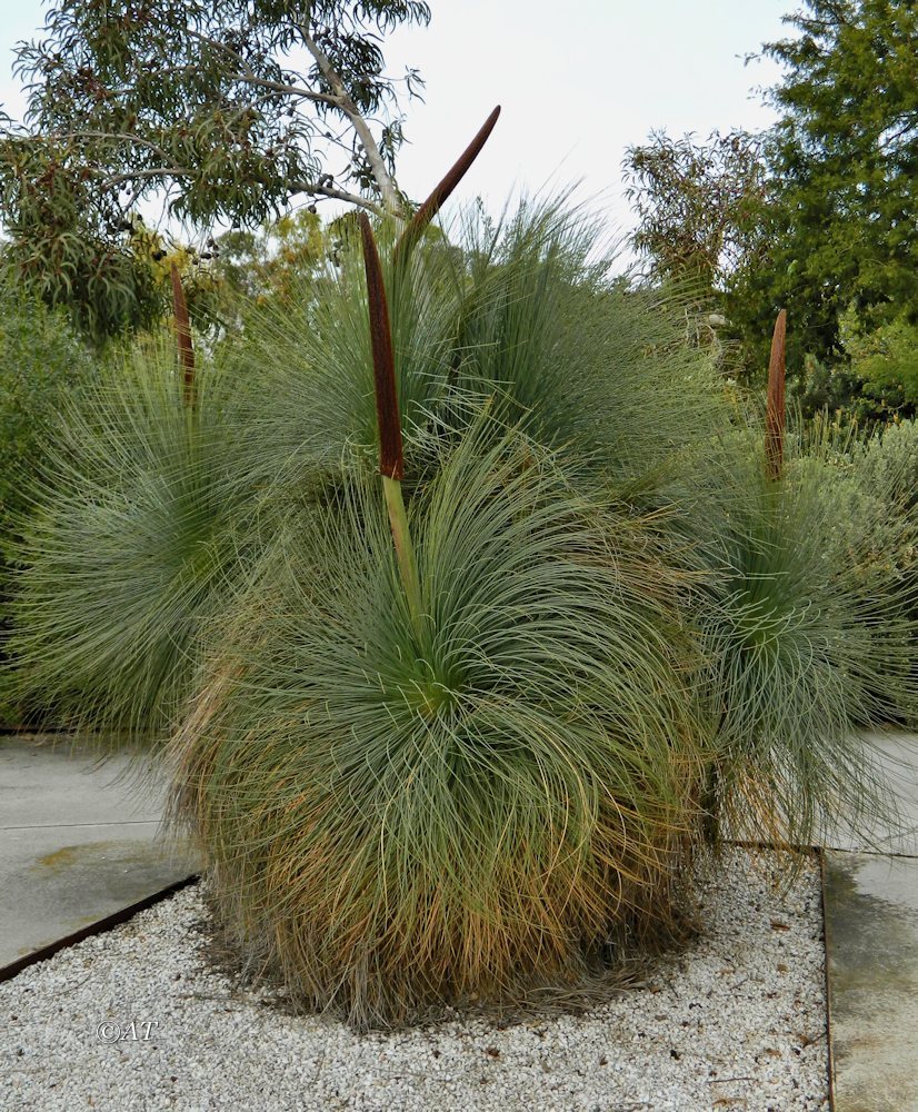 Изображение особи Xanthorrhoea glauca.