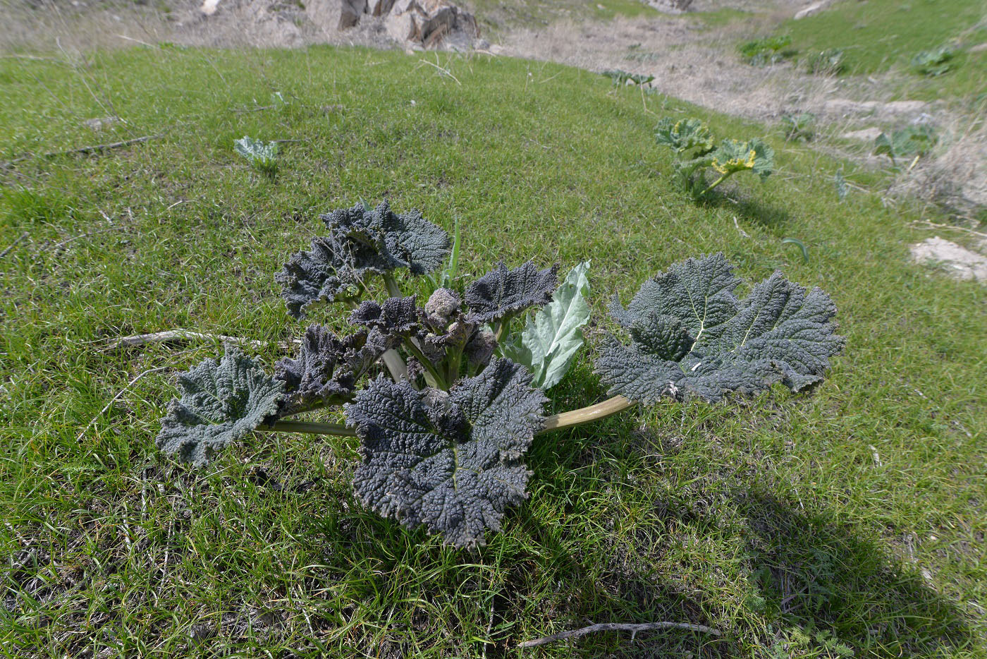 Image of Crambe kotschyana specimen.