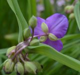 Tradescantia virginiana