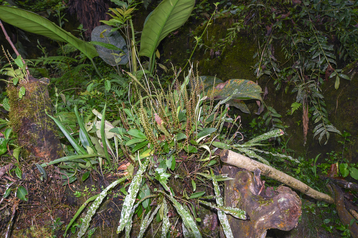 Image of genus Stelis specimen.