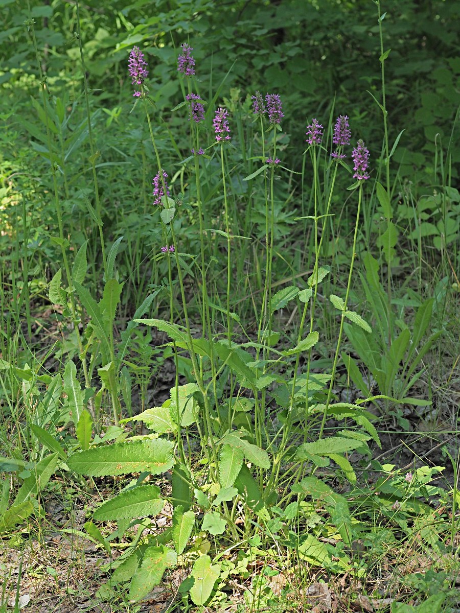 Image of Betonica officinalis specimen.