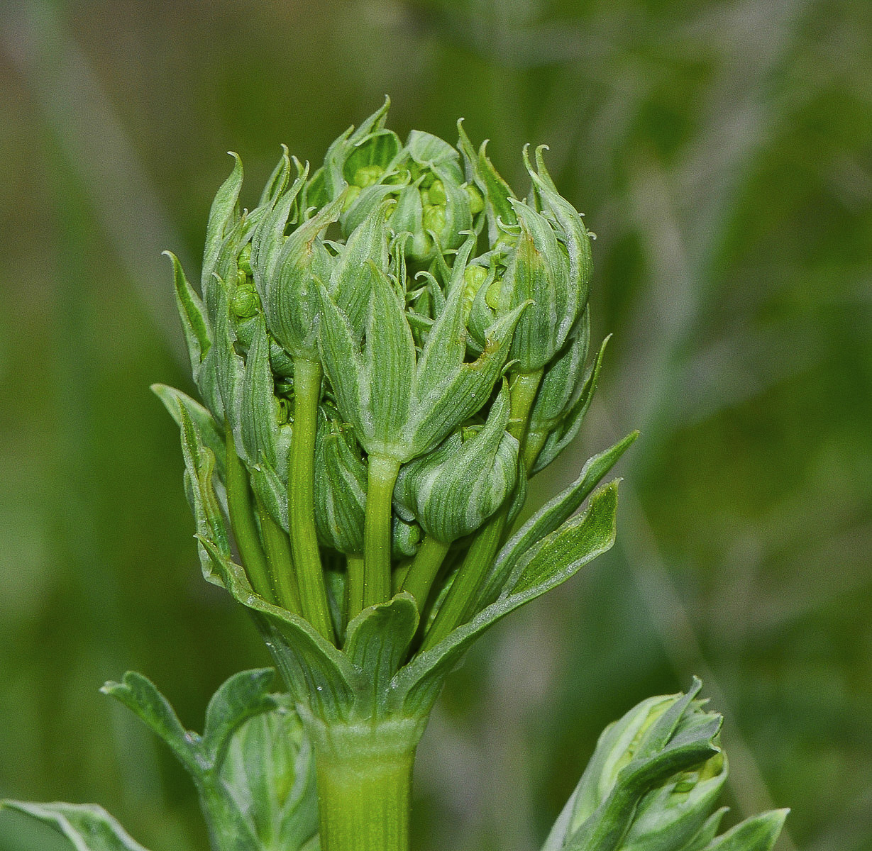 Image of Smyrnium olusatrum specimen.