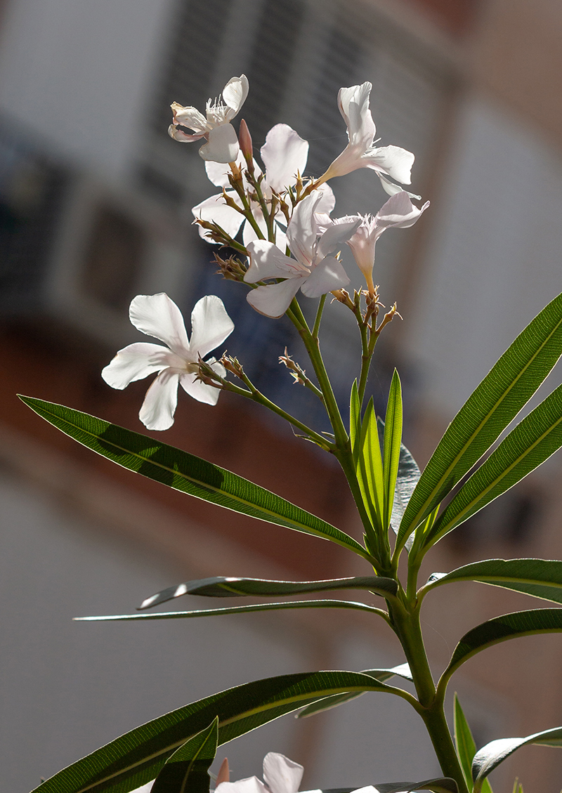 Изображение особи Nerium oleander.