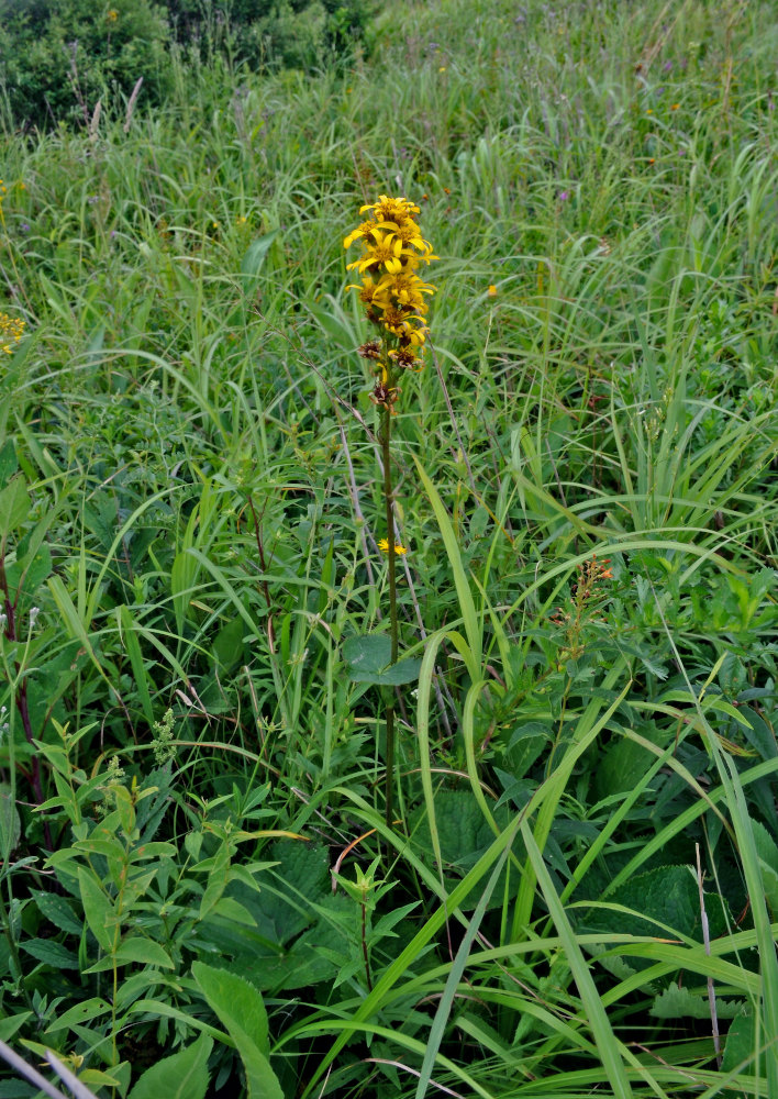 Image of Ligularia fischeri specimen.