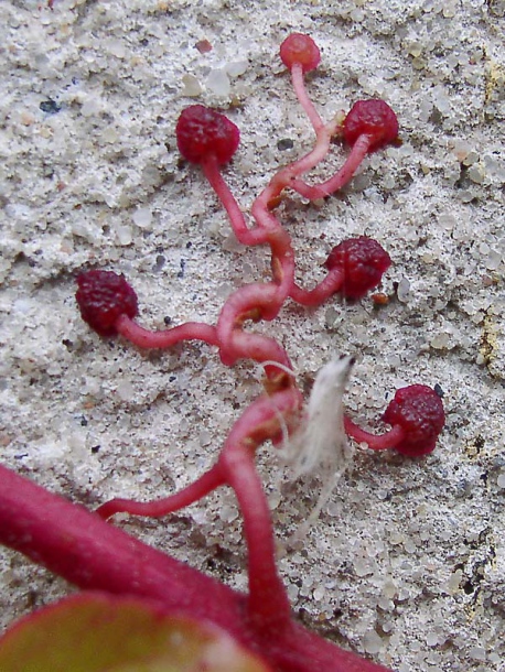 Image of Parthenocissus tricuspidata specimen.