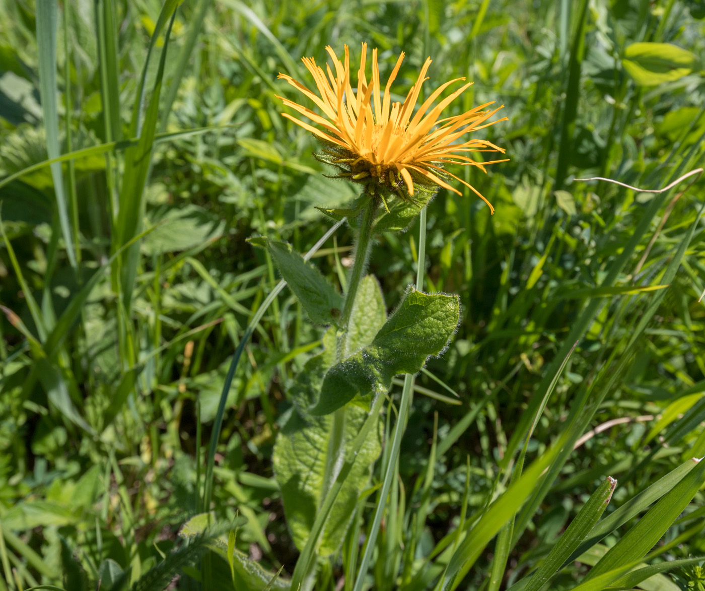 Изображение особи Inula grandiflora.