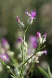 Centaurea pseudosquarrosa