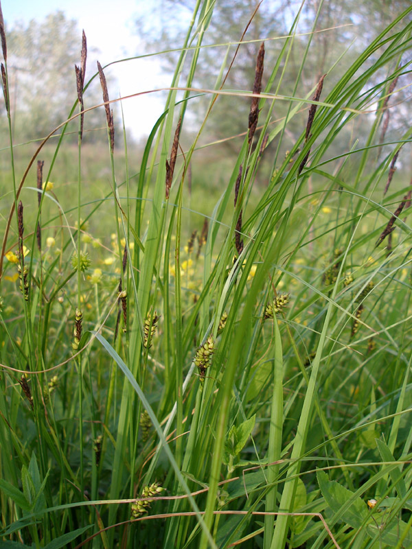 Image of Carex melanostachya specimen.