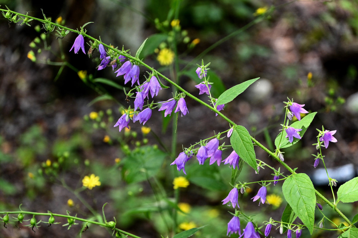 Изображение особи Campanula rapunculoides.