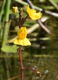 Utricularia × neglecta. Соцветие с кормящимися тлями. Марий Эл, Оршанский р-н, оз. Табашинское, прибрежное мелководье. 12.08.2022.