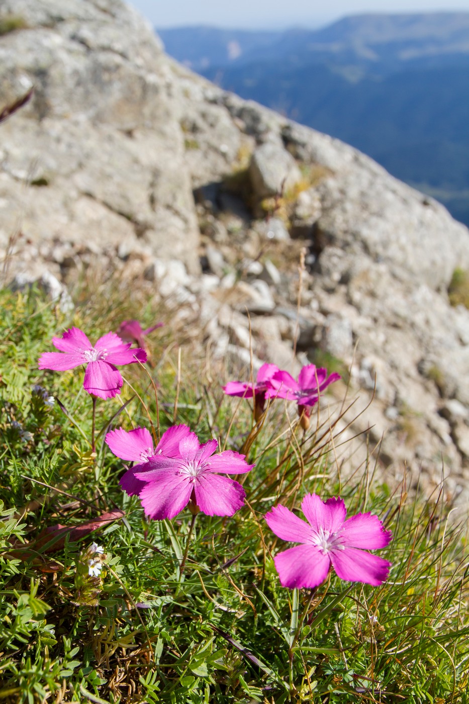 Image of Dianthus oschtenicus specimen.