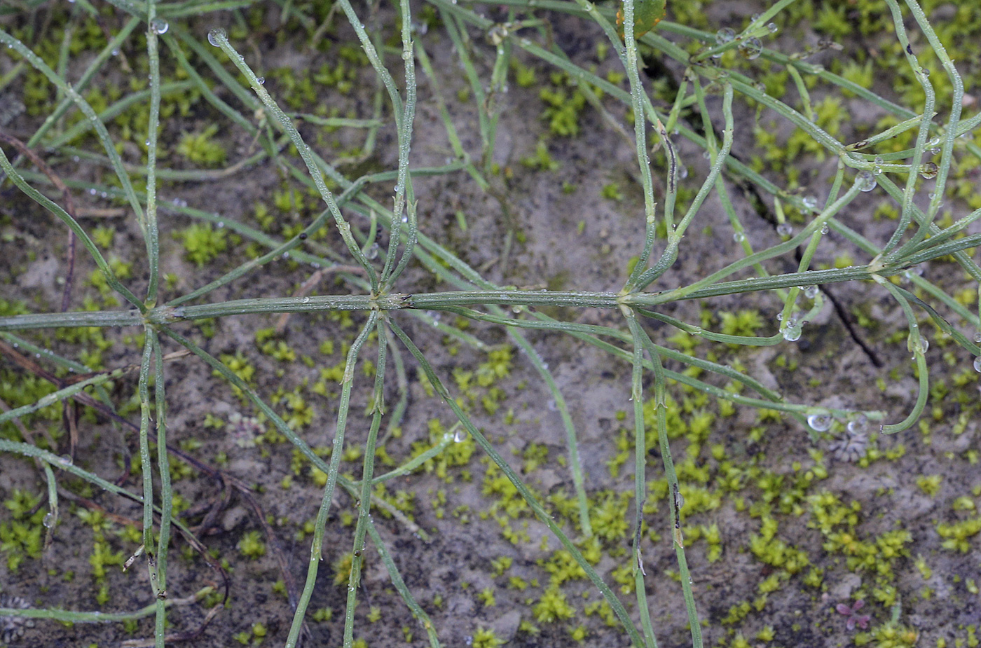 Изображение особи Equisetum arvense.