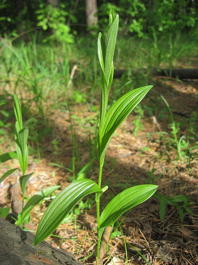 Image of Polygonatum humile specimen.