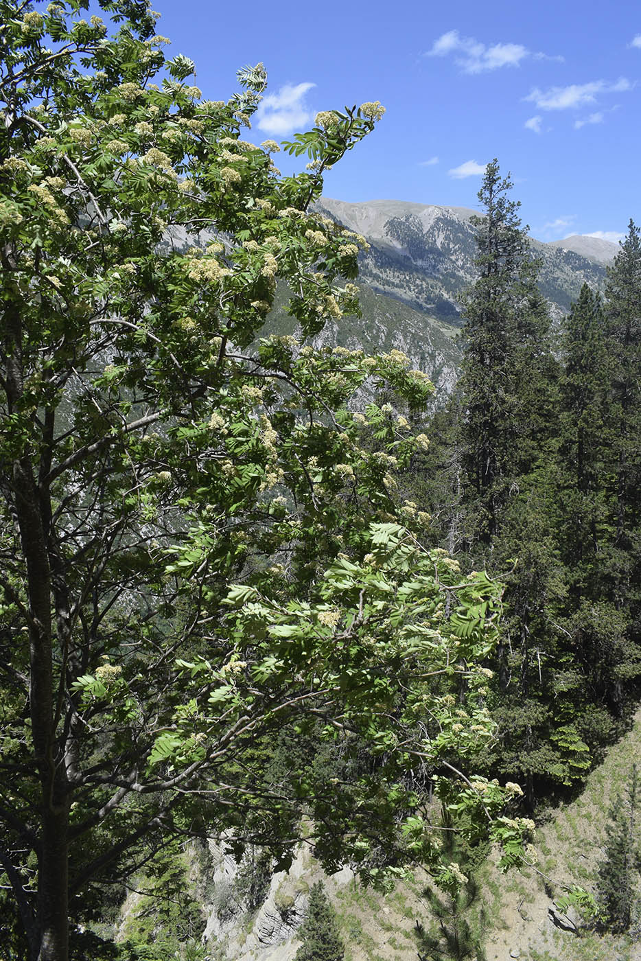 Изображение особи Sorbus aucuparia.