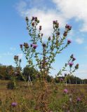 Cirsium ciliatum