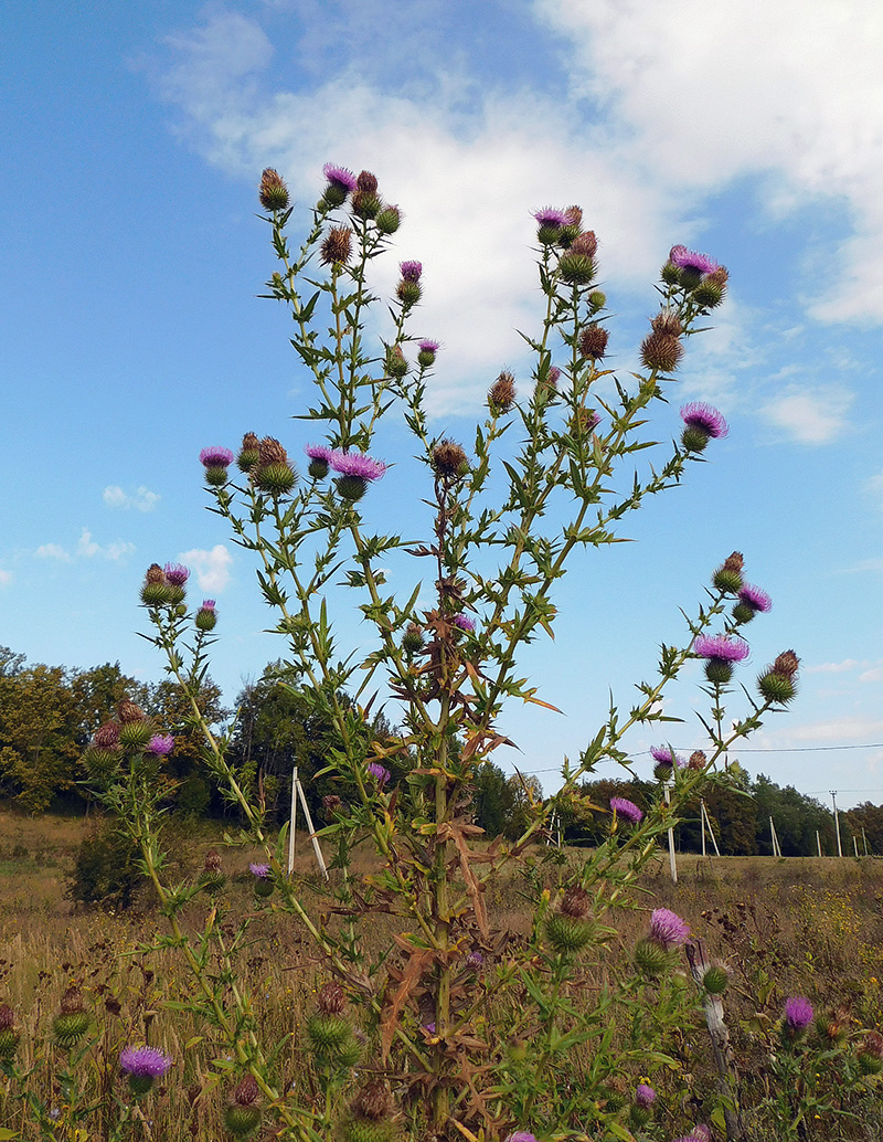 Image of Cirsium ciliatum specimen.