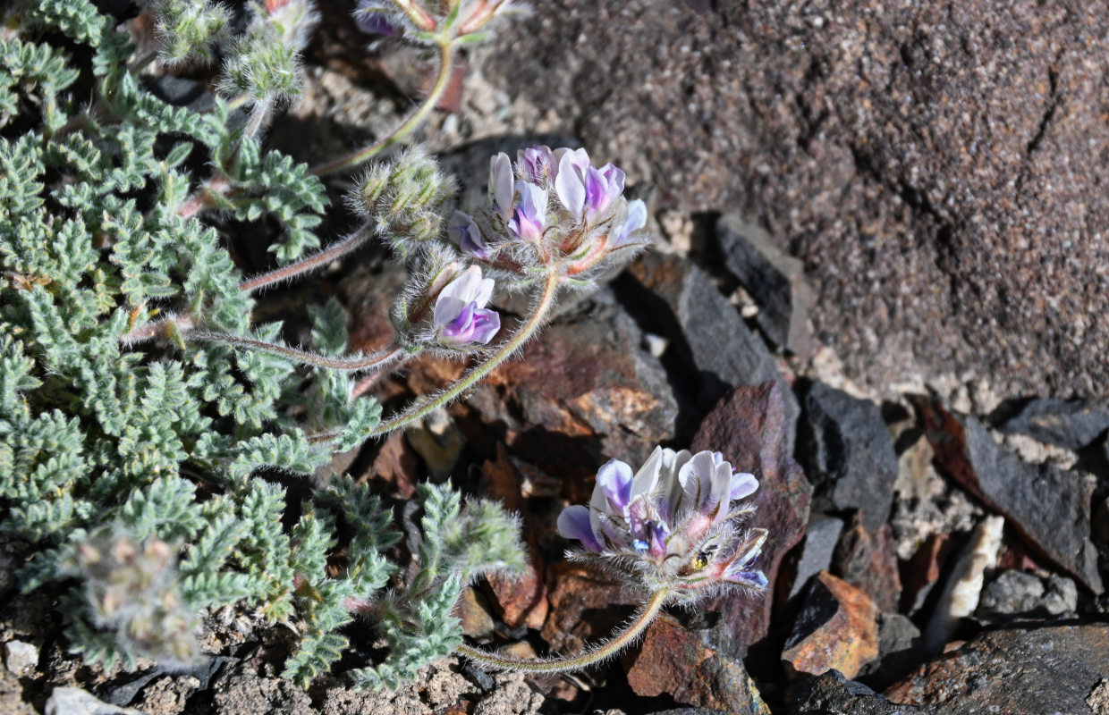 Изображение особи Oxytropis alajica.