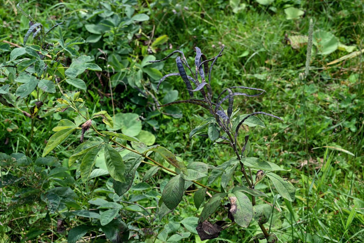 Image of Thermopsis lupinoides specimen.