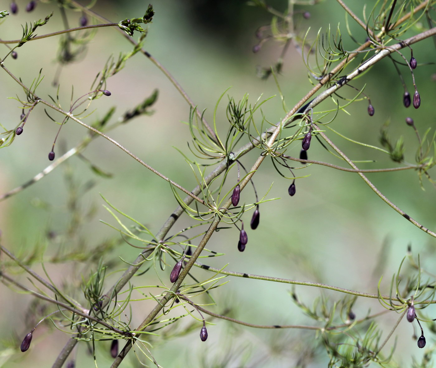 Изображение особи Asparagus persicus.