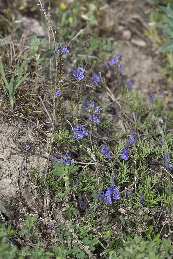 Image of Veronica capsellicarpa specimen.