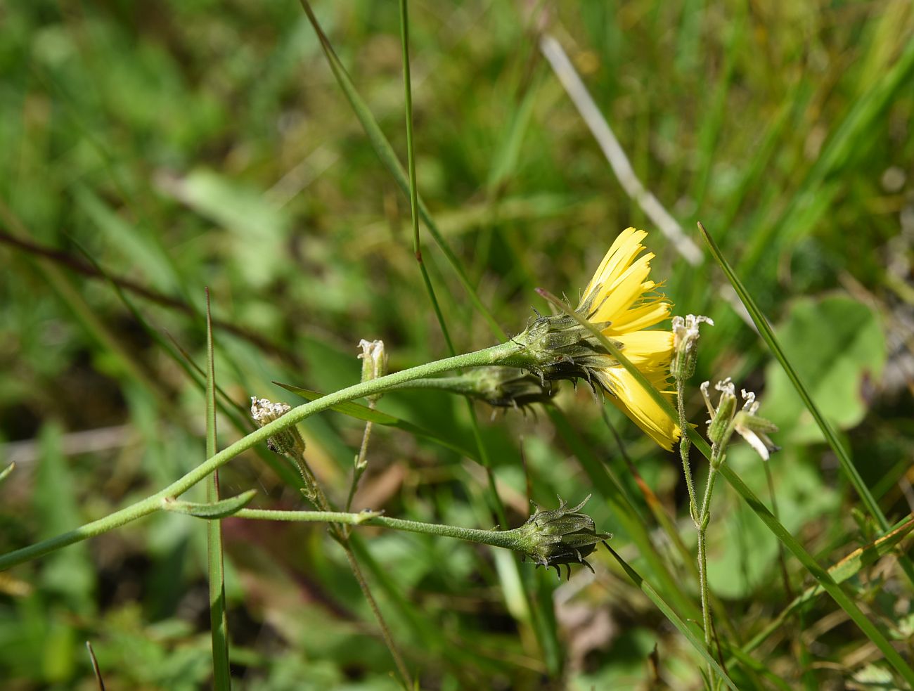 Изображение особи род Hieracium.