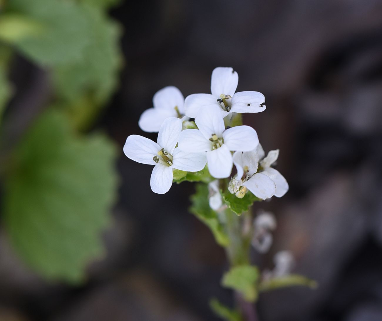 Image of Alliaria taurica specimen.