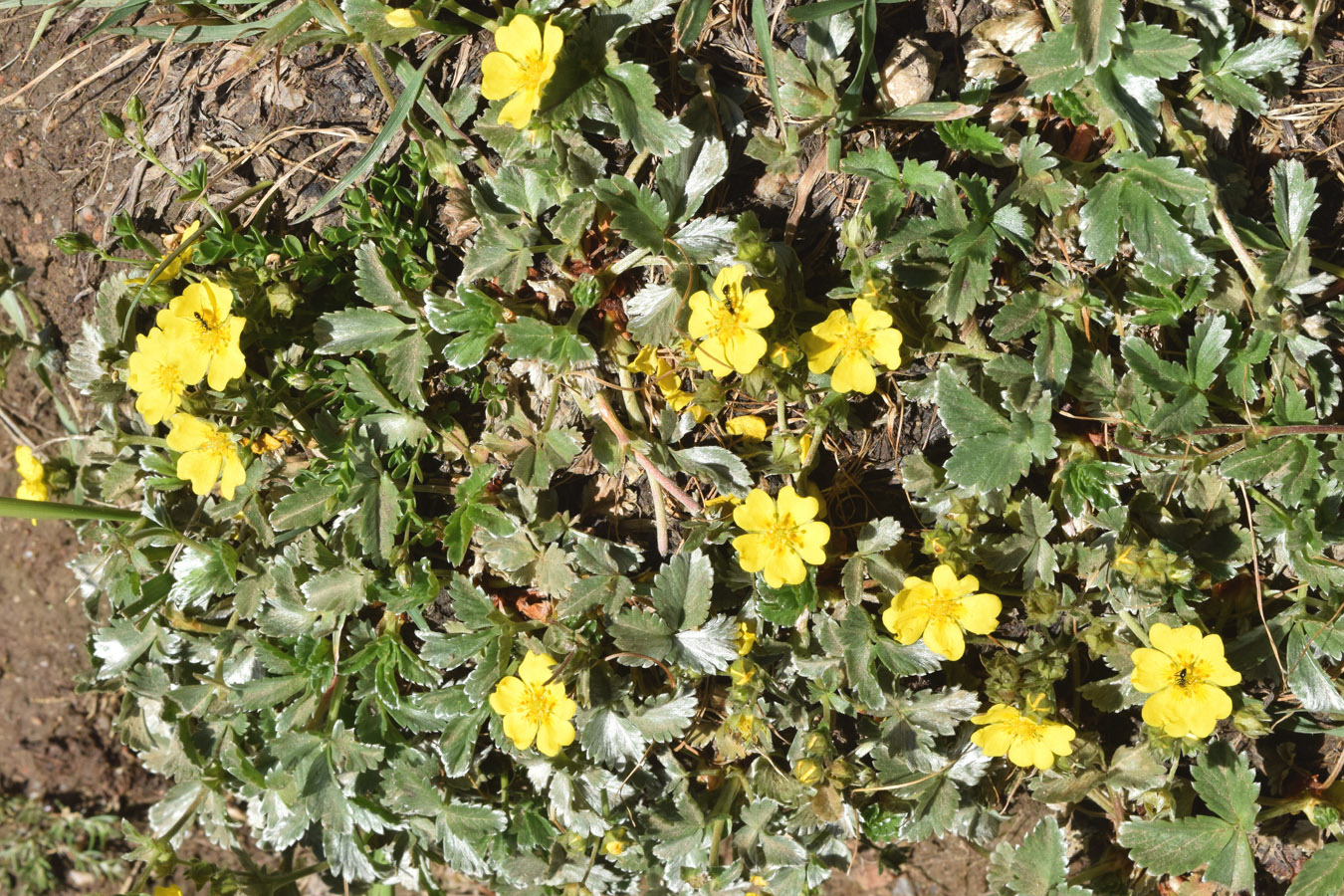 Изображение особи Potentilla tephroleuca.