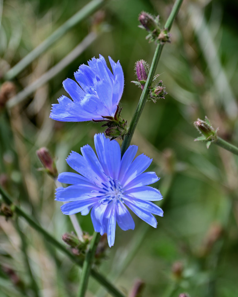 Image of Cichorium intybus specimen.