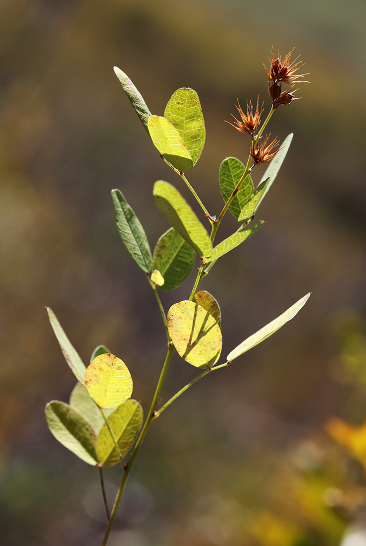 Image of Lespedeza davurica specimen.