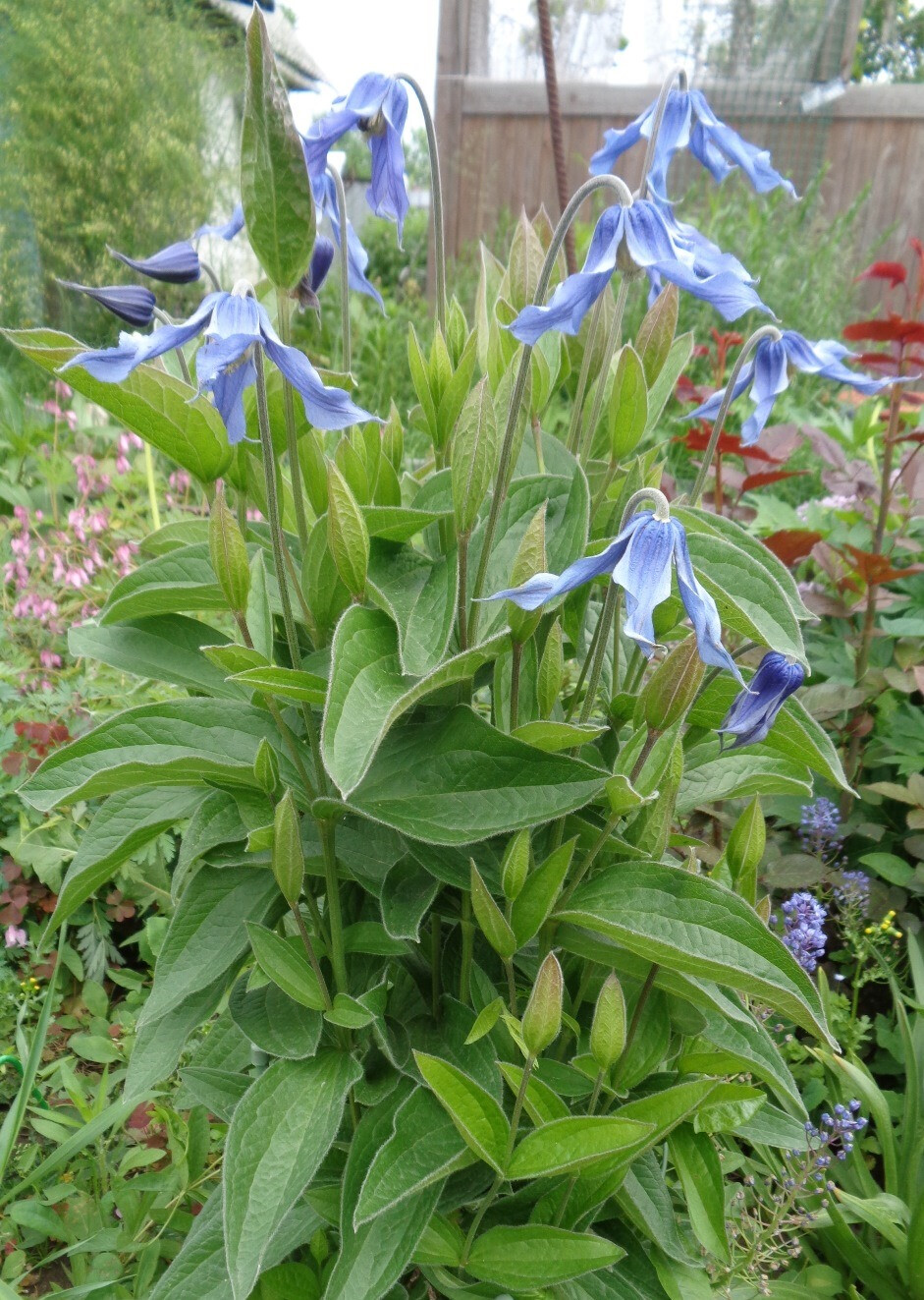 Image of Clematis integrifolia specimen.