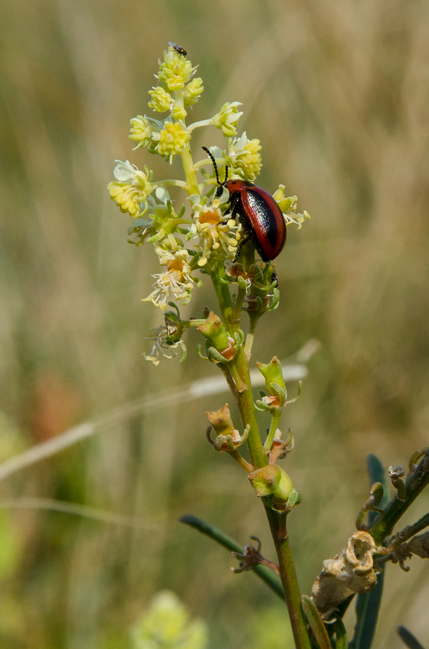 Image of Reseda lutea specimen.