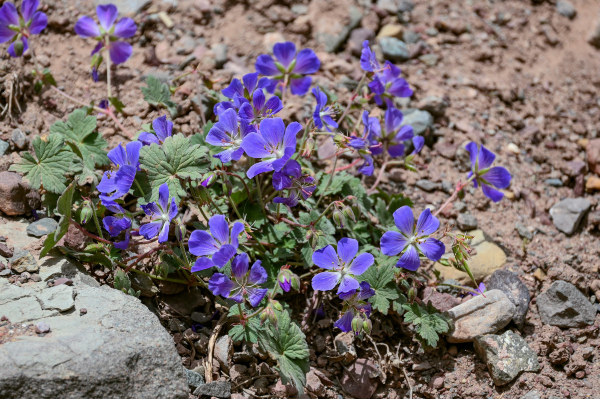 Image of Geranium saxatile specimen.