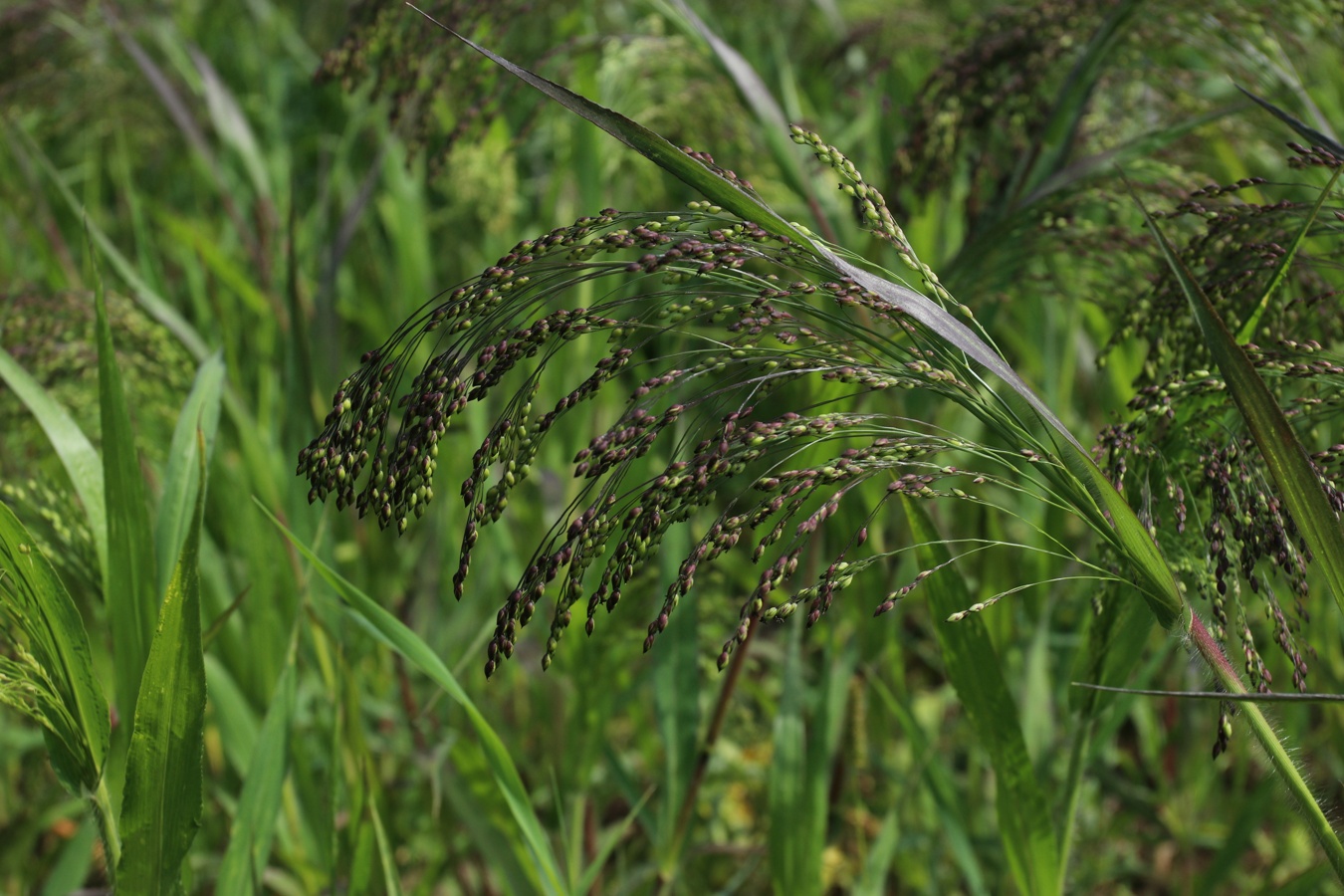 Image of Panicum miliaceum specimen.