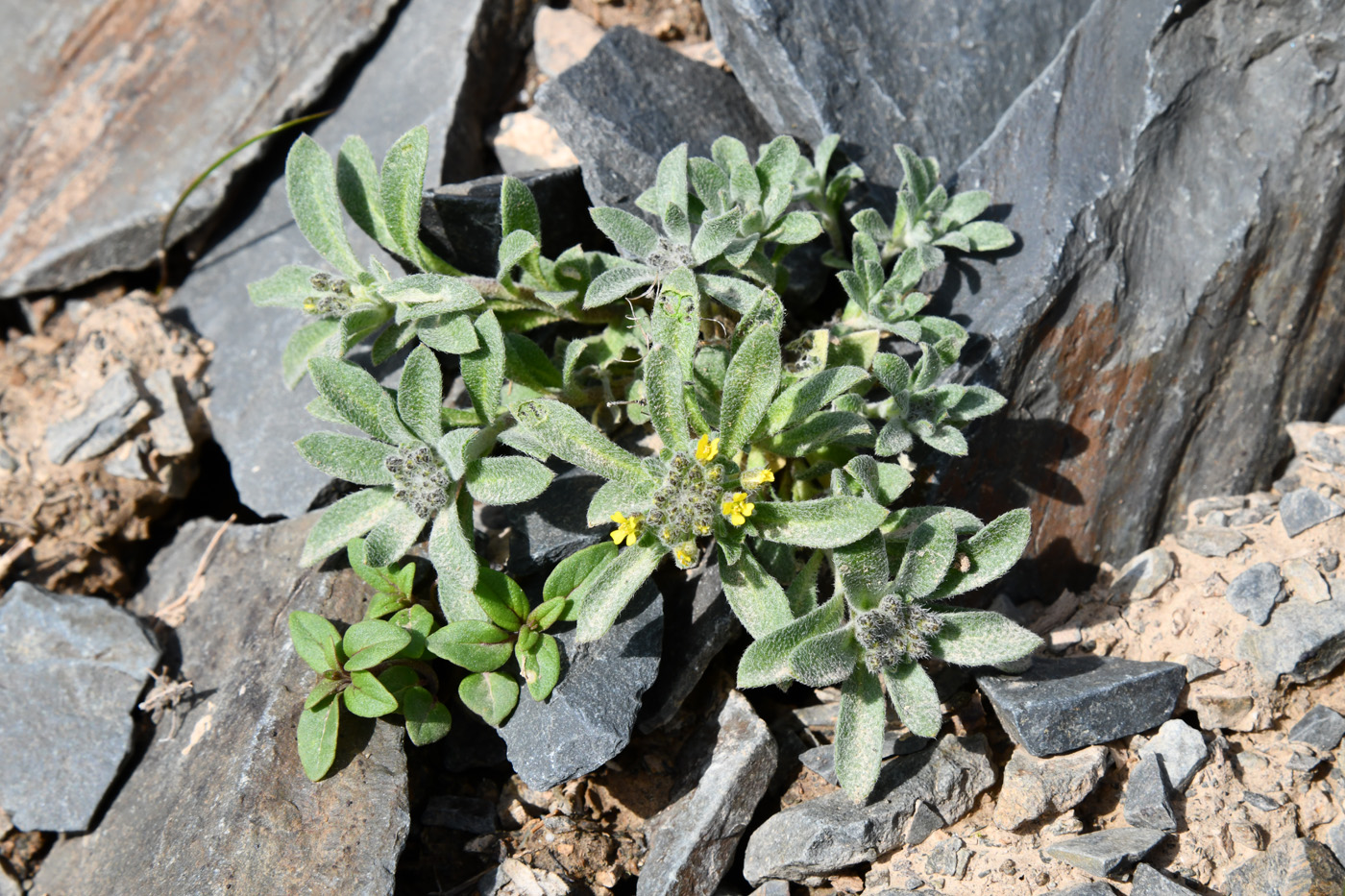 Image of genus Alyssum specimen.