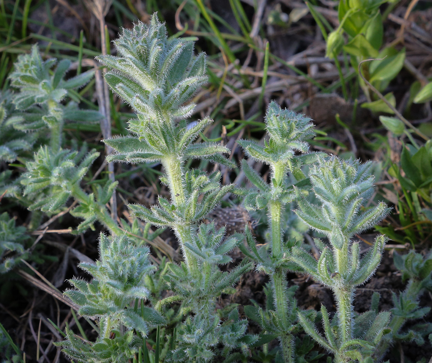 Изображение особи род Galium.