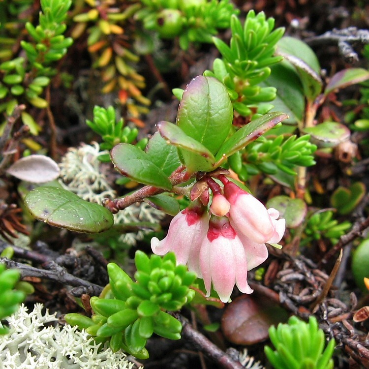 Image of Vaccinium vitis-idaea var. minus specimen.