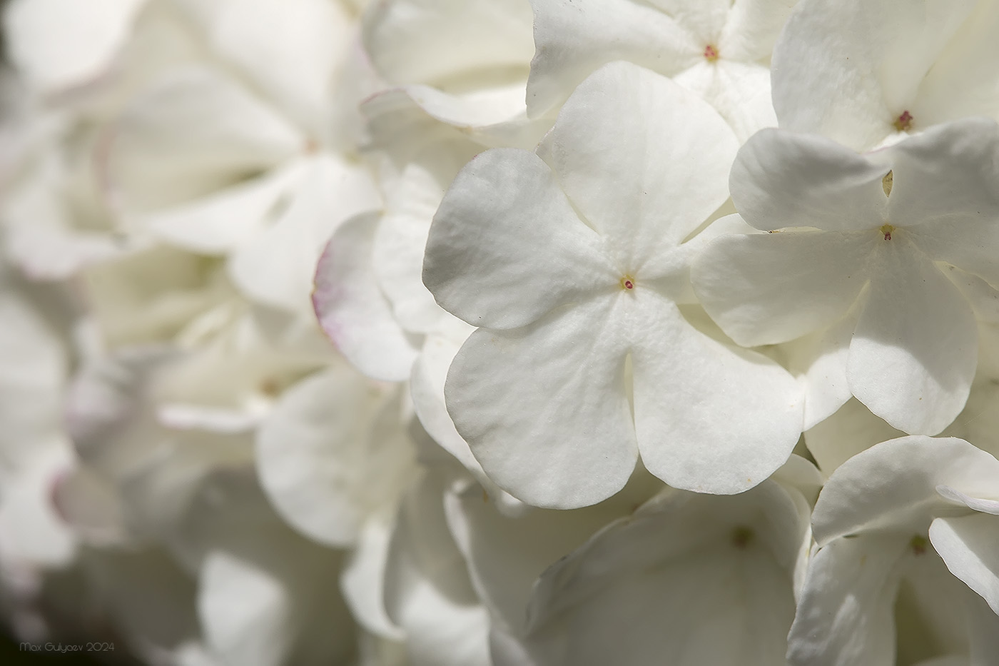 Image of Viburnum opulus f. roseum specimen.