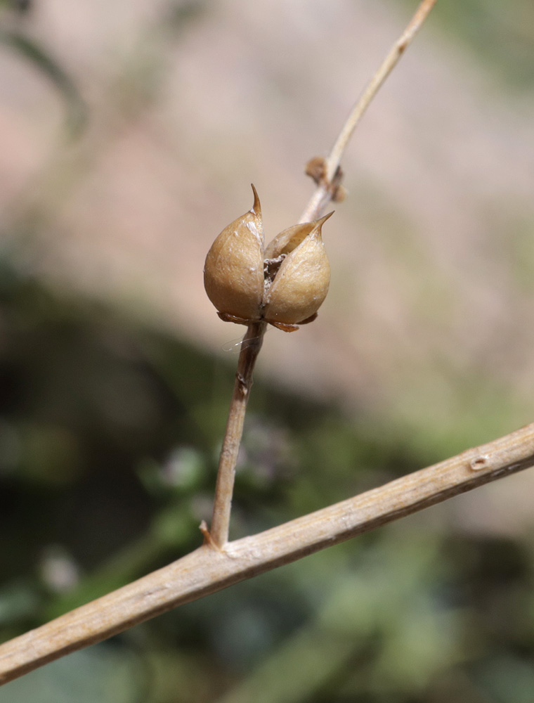 Изображение особи Scrophularia incisa.