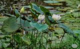 Nelumbo nucifera. Цветущее и плодоносящее растение. Малайзия, Куала-Лумпур, пруд в парке. 13.05.2017.