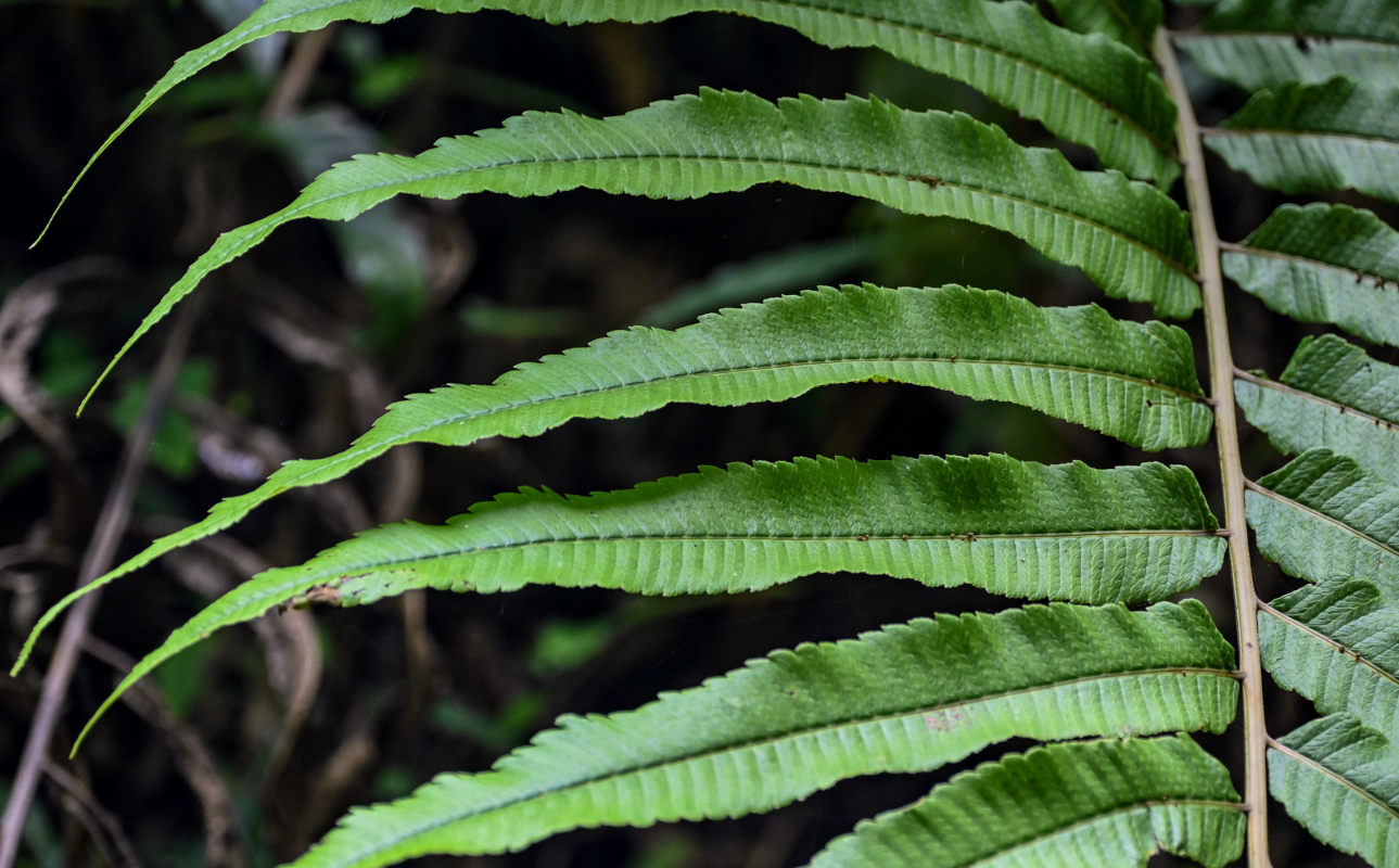 Image of Thelypteris truncata specimen.